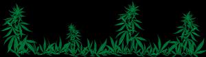 Rocky Mountain Cannabis - Trinidad