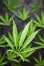 Compton Cure Cannabis Dispensary
