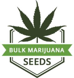 Bulk Marijuana Seeds