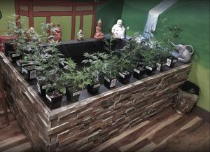 Buddhas Wellness Center