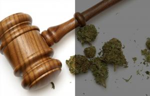 Choose Cannabis Law and Business