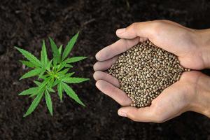 Bulk Marijuana Seeds