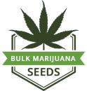 Bulk Marijuana Seeds