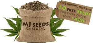 MJ Seeds Canada