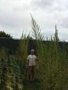 Tumbleweed Farm