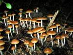 Psilocbyin mushrooms could be legalized for therapeutic purposes under a Washington state bill