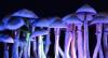 Psilocybin mushrooms. It could be legal to grow, possess, and share them under a New Jersey bill.